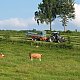 Silageernte in Bärnzell